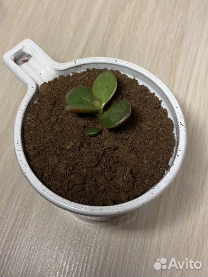 Крассула толстянка денежное дерево