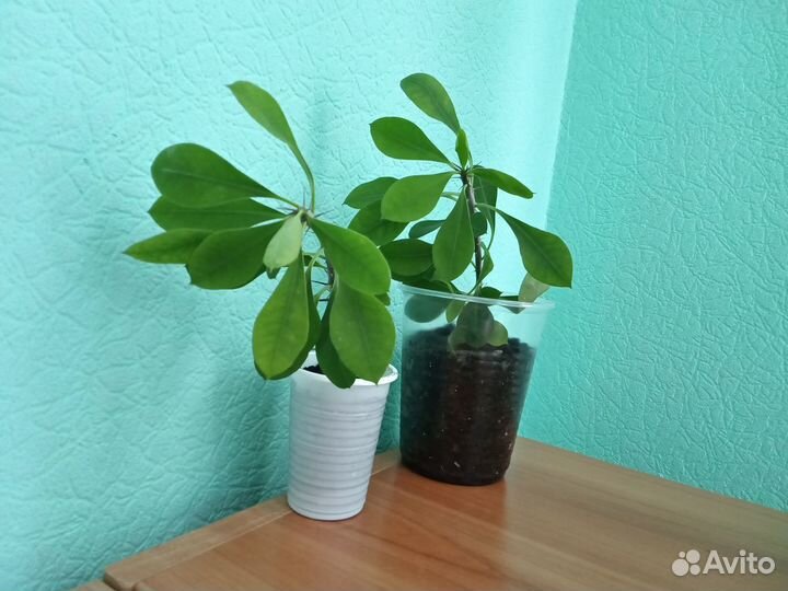 Молочай миля