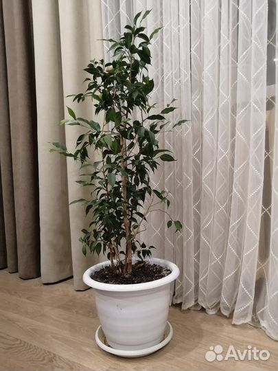 Фикус бенджамина Наташа