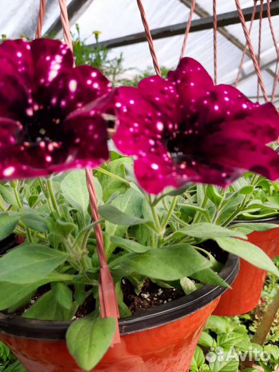 Рассада петунии вегетативная