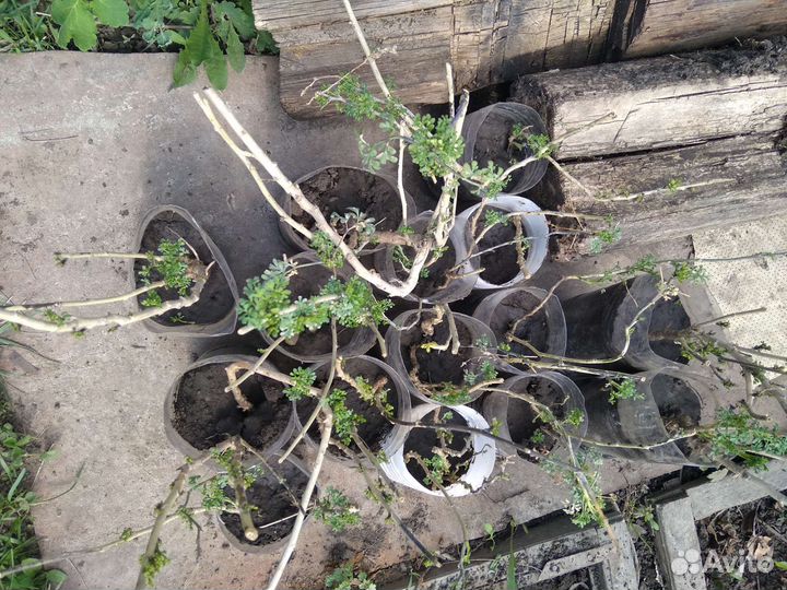 Рута душистая