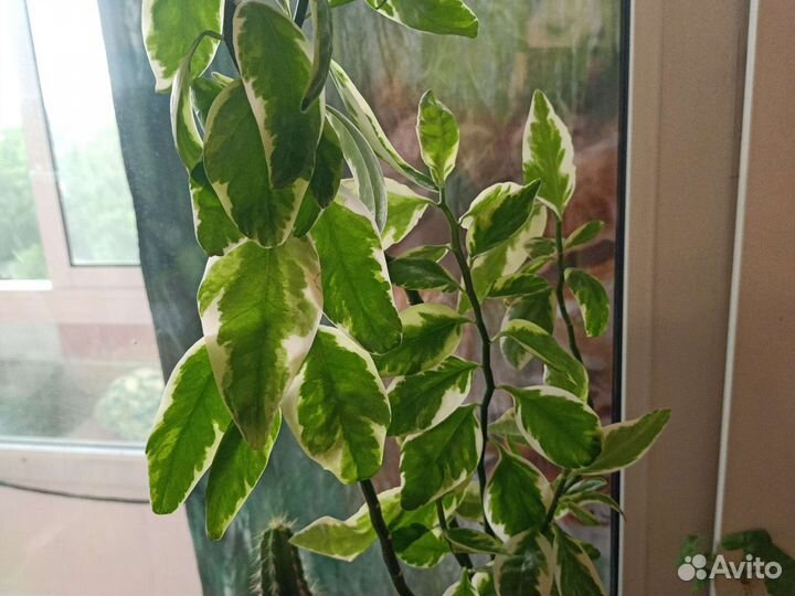 Комнатные цветы педилантус