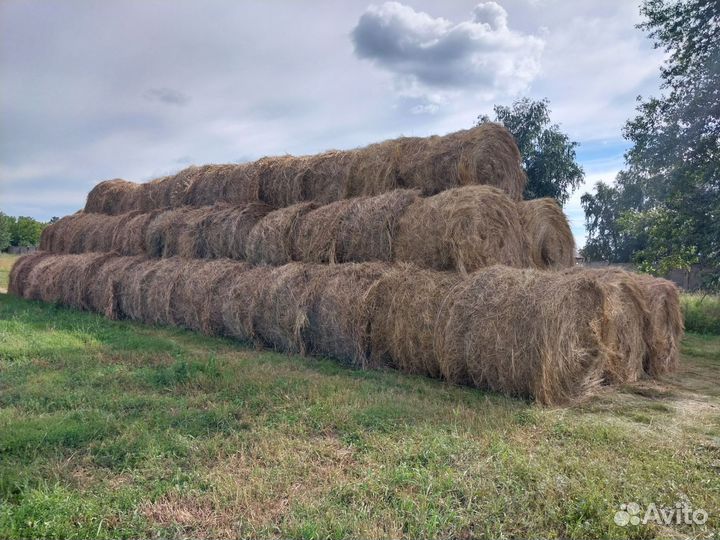 Продам сено в рулонах
