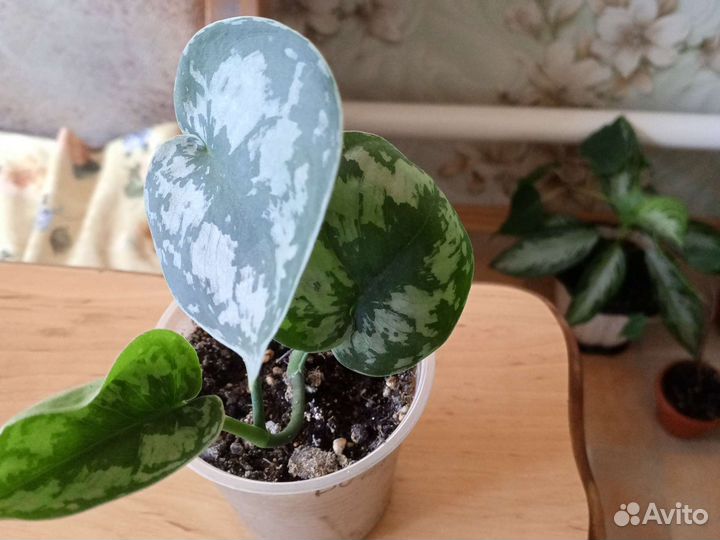 Монстера, сингониум, сциндапсус