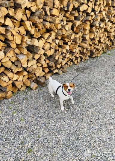 Передержка собак и кошек