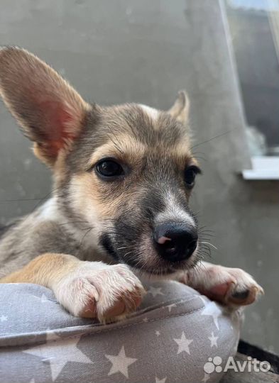 Щенок маленькой собаки в добрые руки