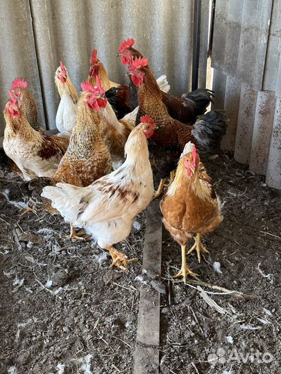 Молодые петухи
