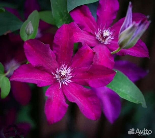 Растения для сада