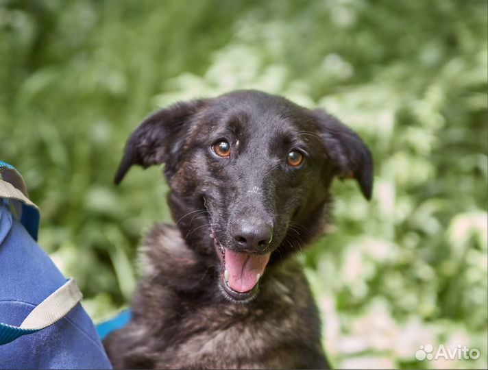 В добрые руки элегантная Золотко