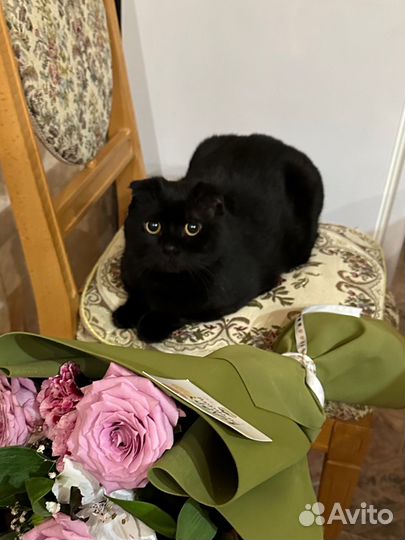 Вислоухий кот