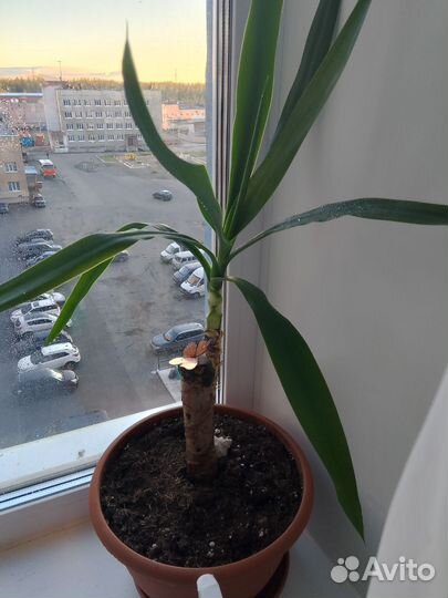 Продам цветы