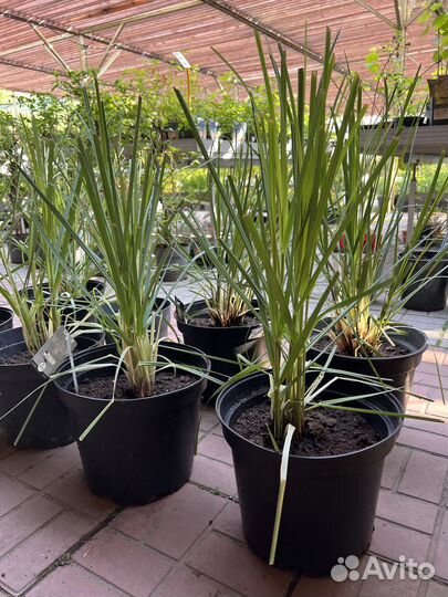 Кортадерия. Пампасная трава. Ковыль. Стипа