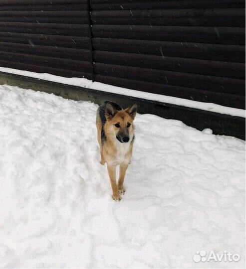 Небольшая собачка