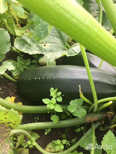 Кабачки цукини