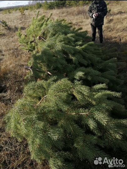 Сосна новогодняя живая оптом
