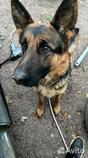 Щенок немецкой овчарки