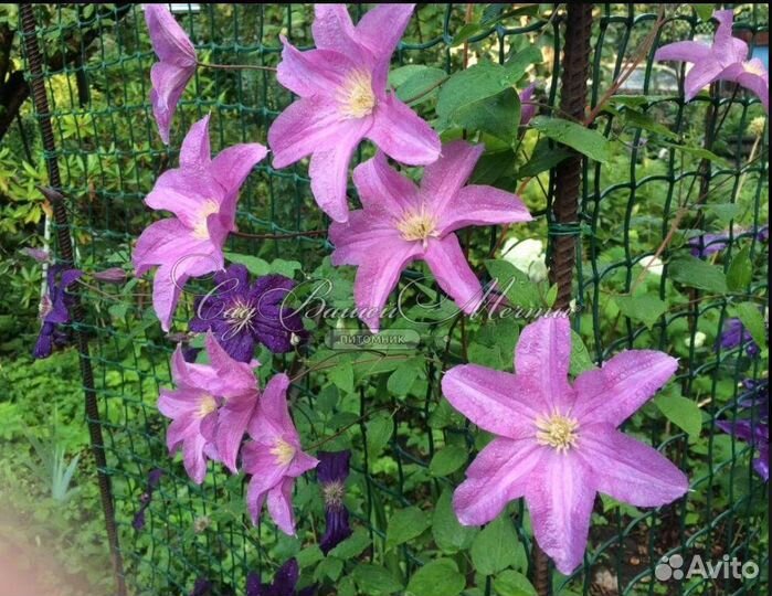 Клематис Данута