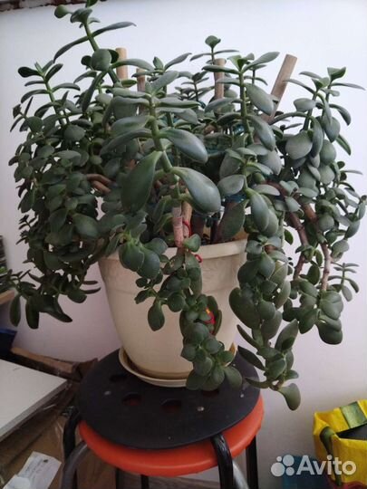 Крассула толстянка