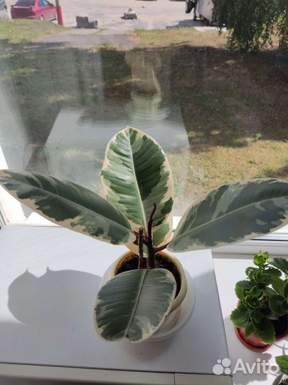 Фикус эластика тинеке