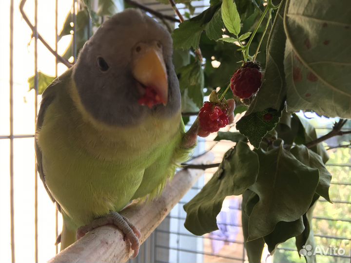 Ищем самца сливоголового попугая для вязки