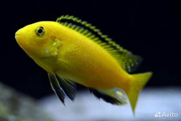 Аквариумные рыбки