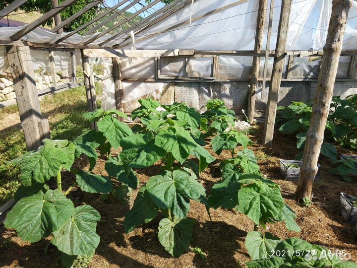 Саженцы павловния