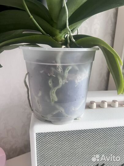 Орхидея фаленопсис Сангрия