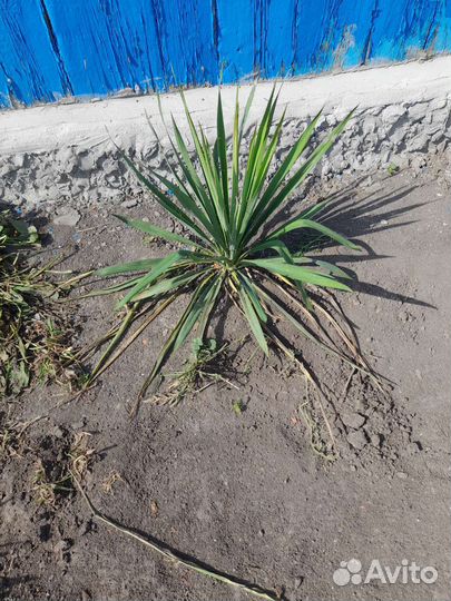 Юкка садовая