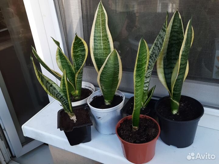 Сансевиерия с жёлтой полосой щучий хвост отростки