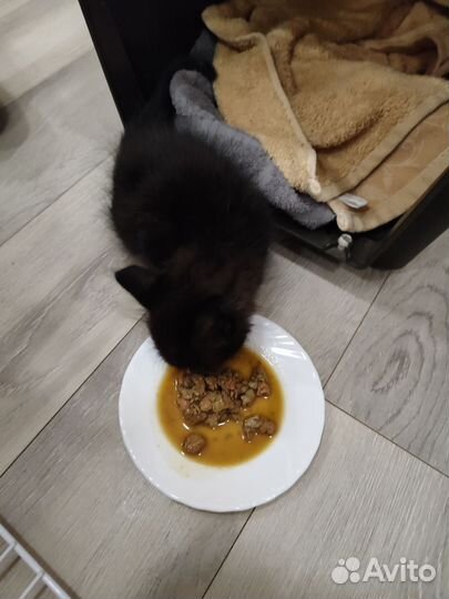 Черный котенок