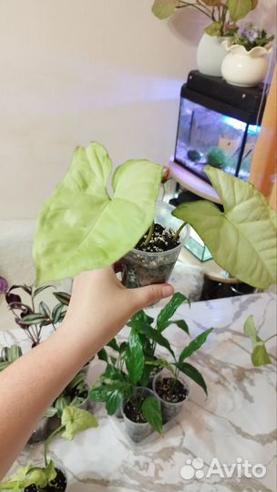 Сингониум ножколистный
