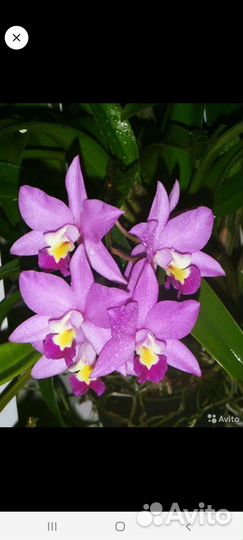 Орхидея катлея/каттлея