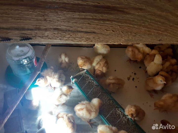 Молодки, петушки