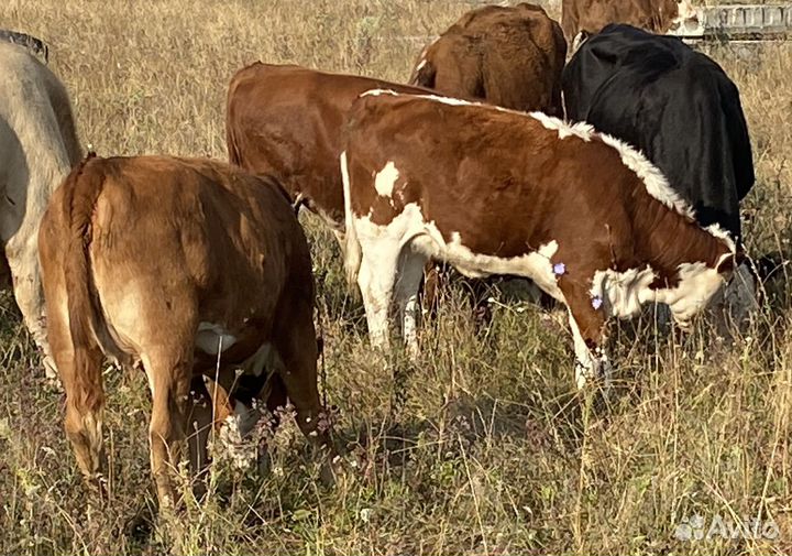 Телочки породы герефорд подсосные упитанные