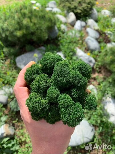 Стабилизированный мох ягель Зелёный Микс 5