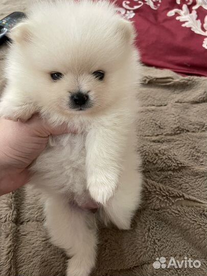 Щенки померанского шпица