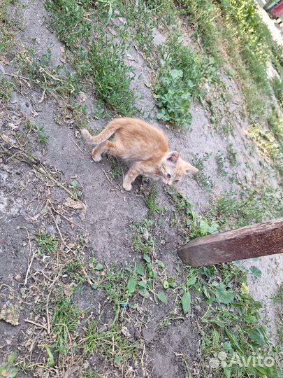 Котята в добрые ручки