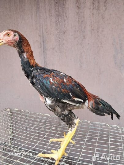 О Шамо япония