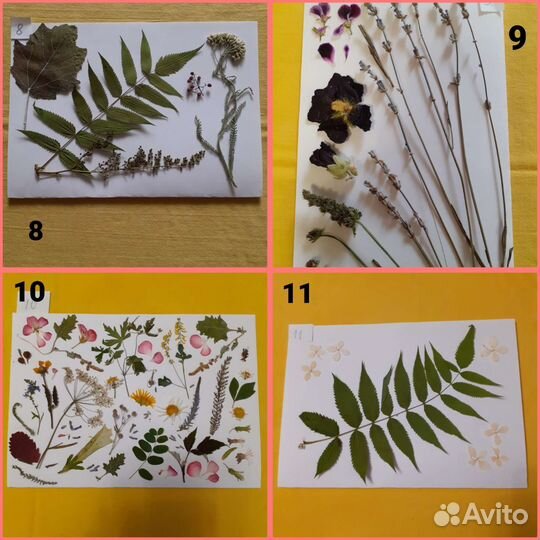 Сухоцветы разные