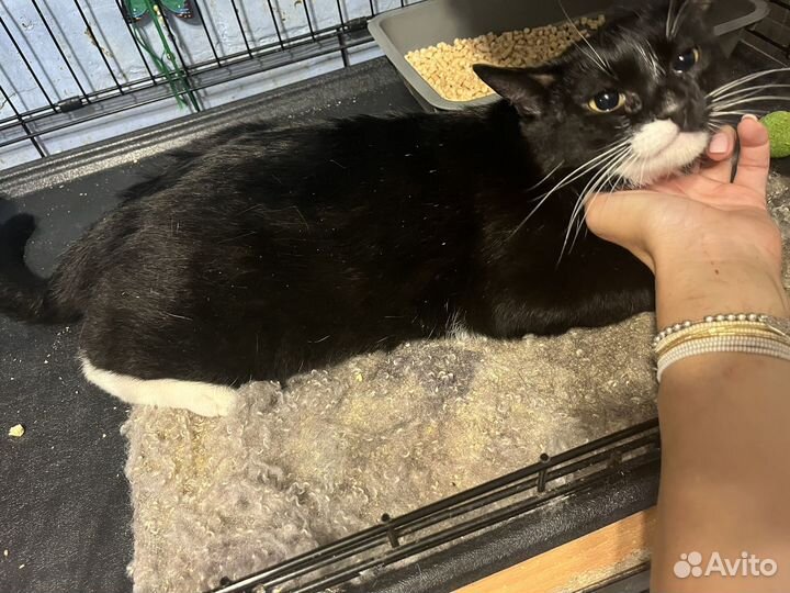 Коты, кошки, котята ищут своих людей