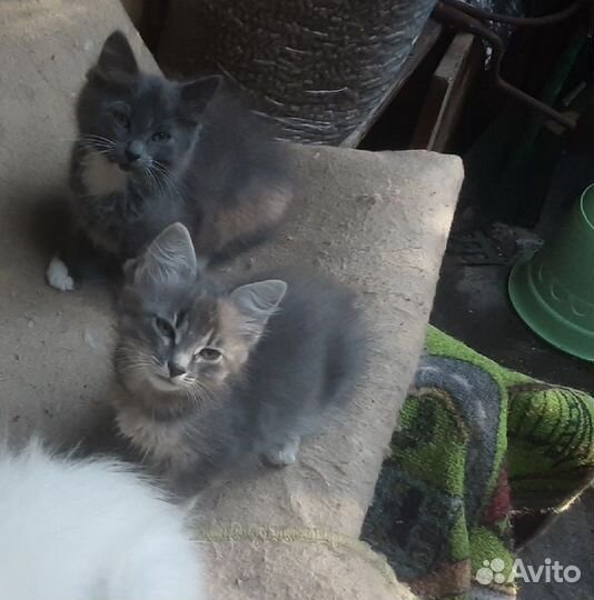 Кошки в добрые руки