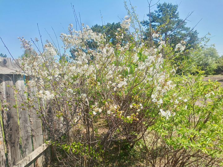 Дача 48 м² на участке 6,1 сот.