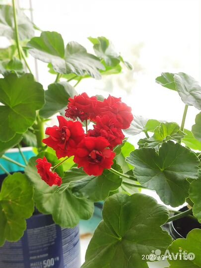 Пеларгония герань