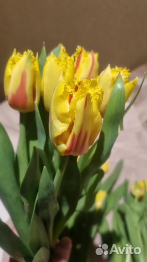 Тюльпаны к празднику 8 марта