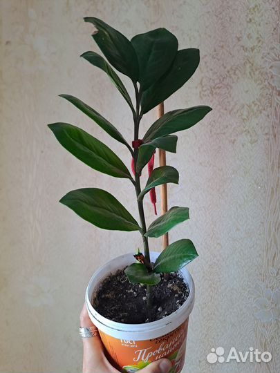 Замиокулькас