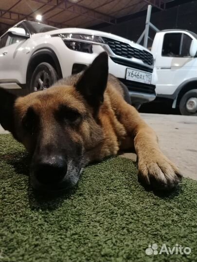 Собаки щенки немецкая овчарка