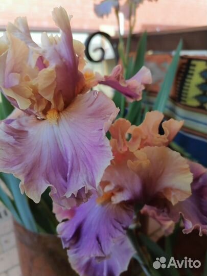 Ирисы