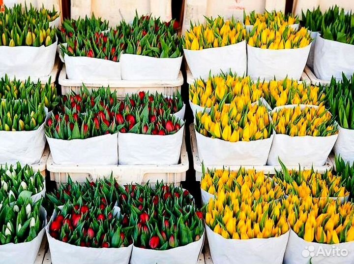 Тюльпаны опт