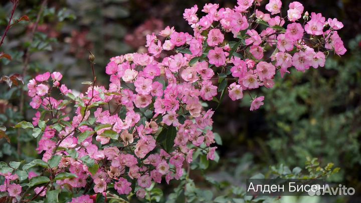 Саженцы мускусных роз