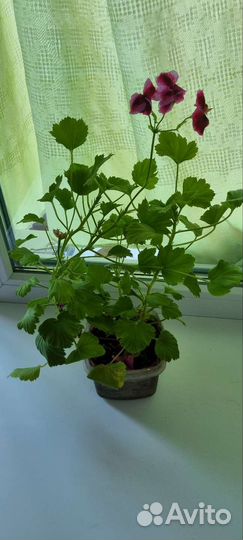 Пеларгония крупноцветковая